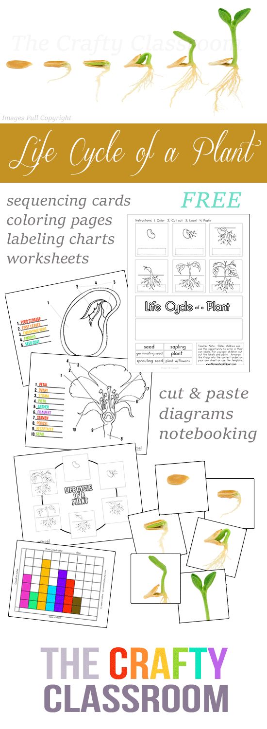 Worksheets Homeschool Science Worksheets free plant life cycle worksheets and activity pack cycling plants
