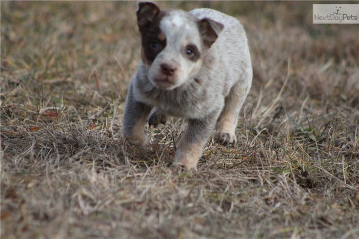 Heeler Dogs For Sale Heeler Dogs For Sale