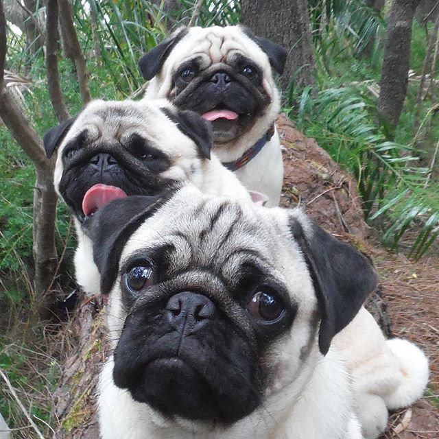 Pugs Life Pug Baby Pugs Pugs Funny Cute Pug Puppies