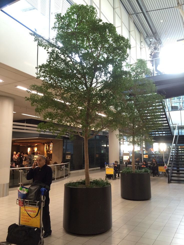 olive garden o hare airport specimen black olive trees at schipol airport amsterdam netherlands airport olive garden o hare airport specimen black olive trees at schipol airport amsterdam netherlands airport