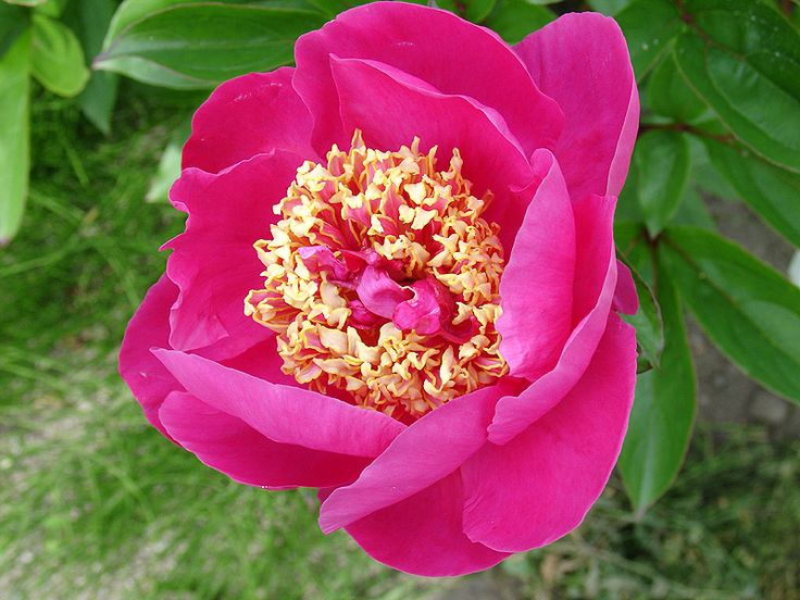 Peony Mandarins coat Growing peonies, Peonies, Planting peonies
