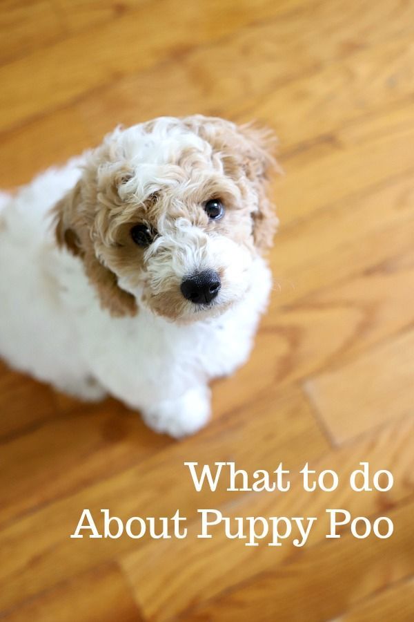 Chicken And Rice For Puppy Tummy Troubles Puppies Grateful