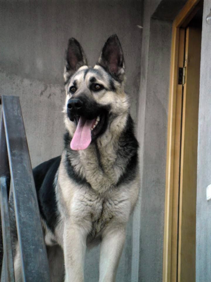 Gsd Nice Black And Silver Peace B With U 4 Ever Www Capemaydogs