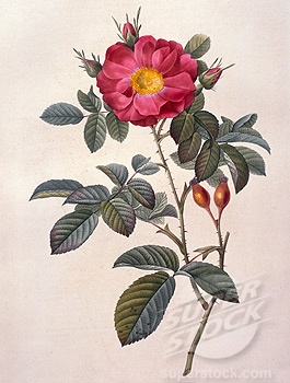 více než 25 nejlepších nápadů na pinterestu na téma wild rose více než 25 nejlepších nápadů na pinterestu na téma wild rose