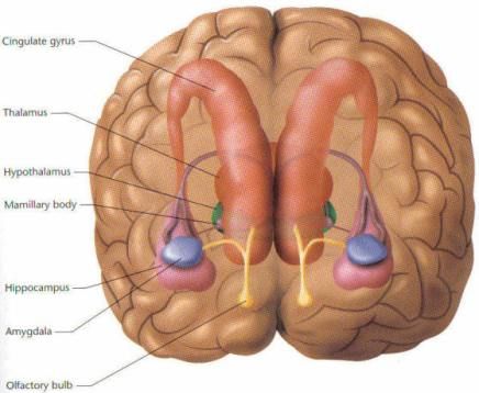 limbic system
