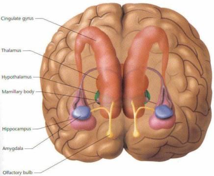 8 best The Limbic System images on Pinterest | Limbic system, The brain