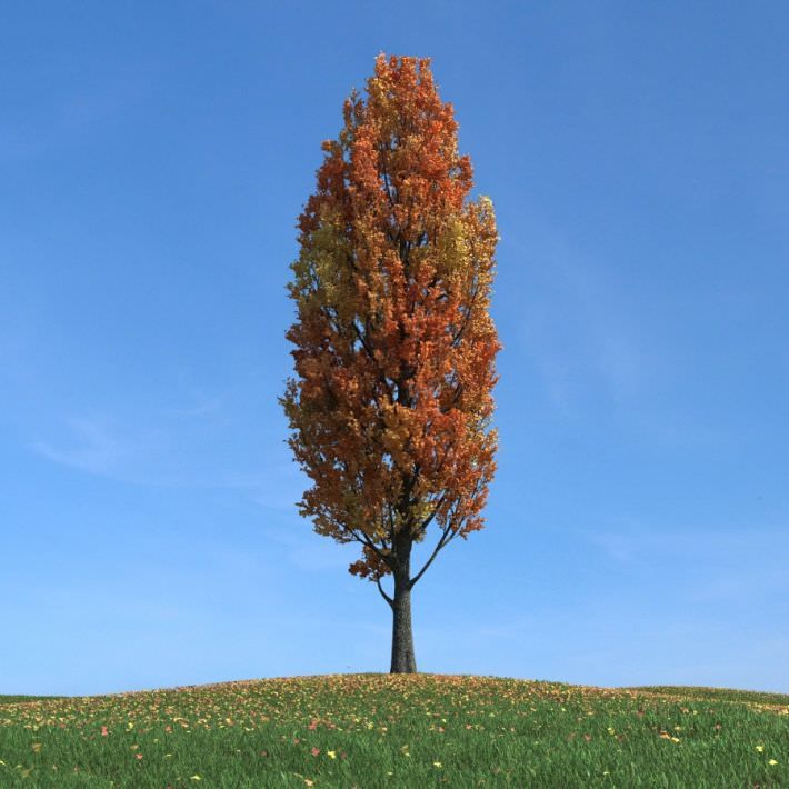 Артовкс:Aspen-PopulusTremuloides-2001-09-27.jpg - Википедиясь