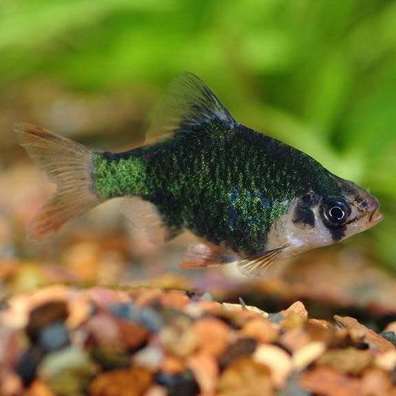Green Tiger Barb Tropical Fish Tropical Fish Aquarium Freshwater Aquarium Fish