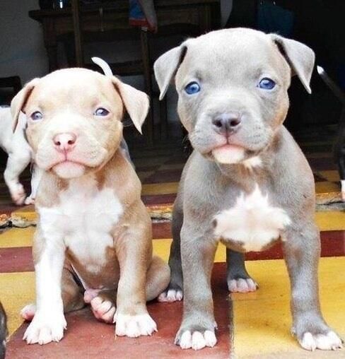 Number One Dog Food For Pitbulls Number One Dog Food For Pitbulls
