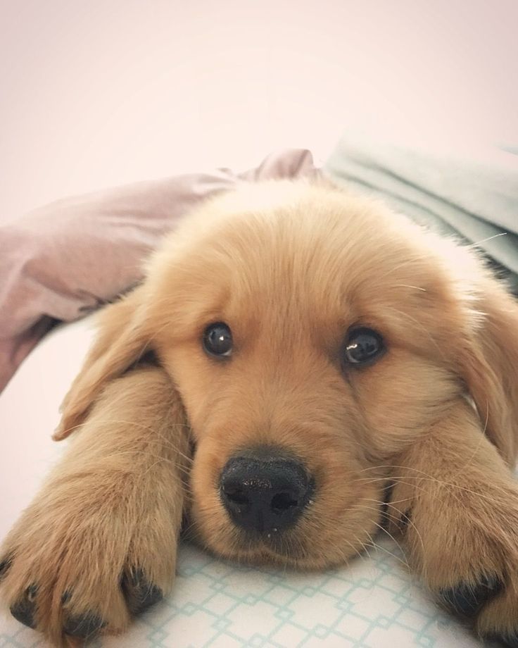 Golden Retriever Puppy Dogs Golden Retriever Golden Puppy