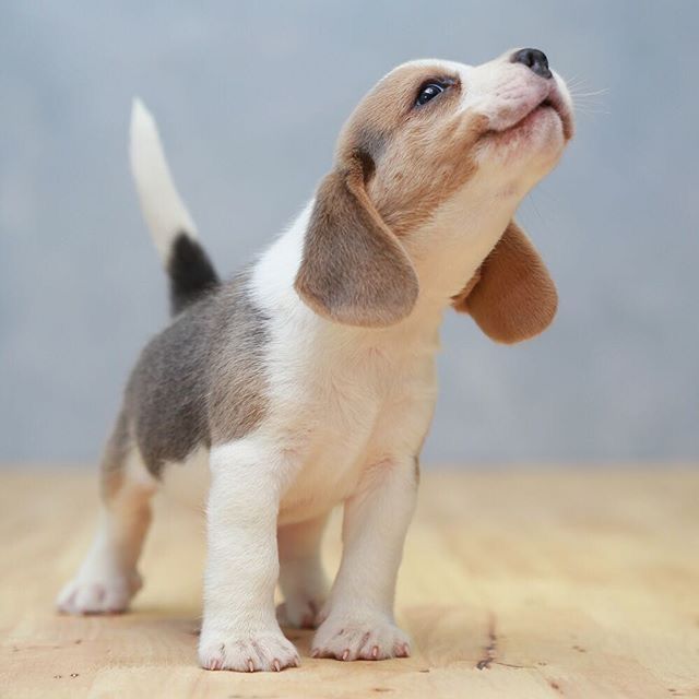 Tip How To Break A Beagle From Chasing Deer Benson S Kennel