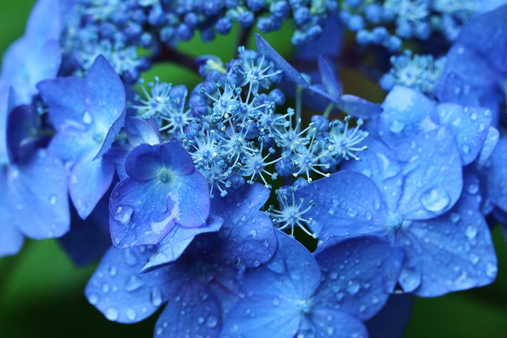 Resultado de imagem para flower Blue hydrangea, Oil painting on canvas, Wall art