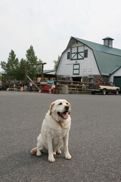169 Best Pet Friendly Hotels Images On Pinterest In Pray Mt Relax The Healing Waters Of Dog Friendly Chico Hot