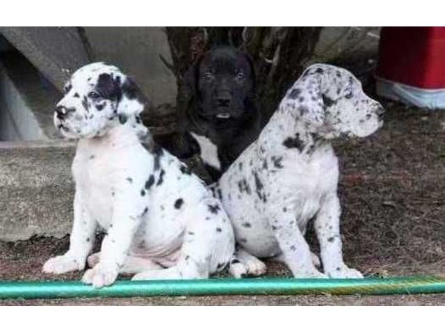 Excellentharlequin Merlequin Andblackgreatdanepuppiesforsale