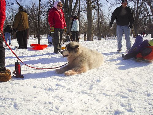 Dog Friendly Parks In Buffalo Ny Dog Friendly Parks In Buffalo Ny