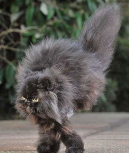 203 best persians images on pinterest animals, kitty cats and 53c85f84d936f8477816ea4498443ddf normal life persian cats 203 best persians images on pinterest animals, kitty cats and,Two Legged Cat Meme