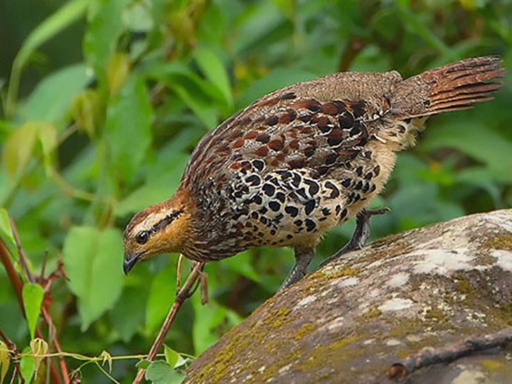 fakim wildlife sanctuary fakim wildlife sanctuary