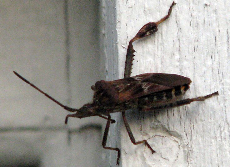 The 25 Best Western Conifer Seed Bug Ideas On Pinterest Black Inspiration Small Jumping Bugs In Bathroom Design Inspiration The 25 Best Western Conifer Seed Bug Ideas On Pinterest Black Endearing Small Jumping Bugs In Bathroom Design Inspiration