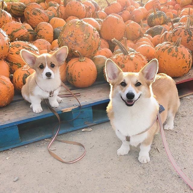 Pin By Corgilover On All Thing Corgi Cute Animals Cute Dogs Corgi