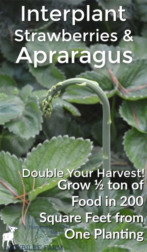 Use These Tips To Grow A Better Organic Garden With Images