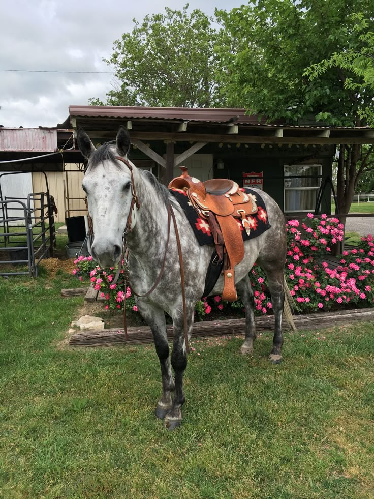 langs horse and pony farm