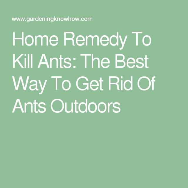 Natural Way Of Getting Rid Of Ants In Garden Natural Way Of Getting Rid Of Ants In Garden