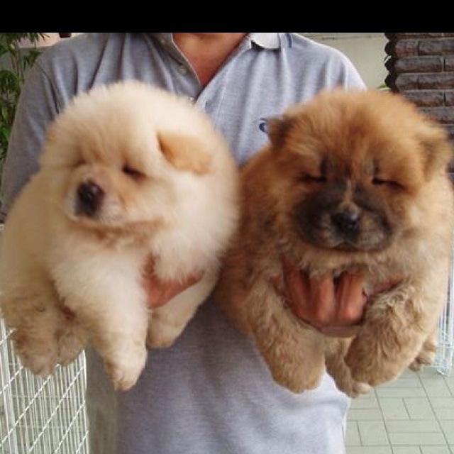 chow chow puppies for sale in ohio best 25 chow chow mini ideas on with me chow chow puppies for sale in ohio best 25 chow chow mini ideas on with me