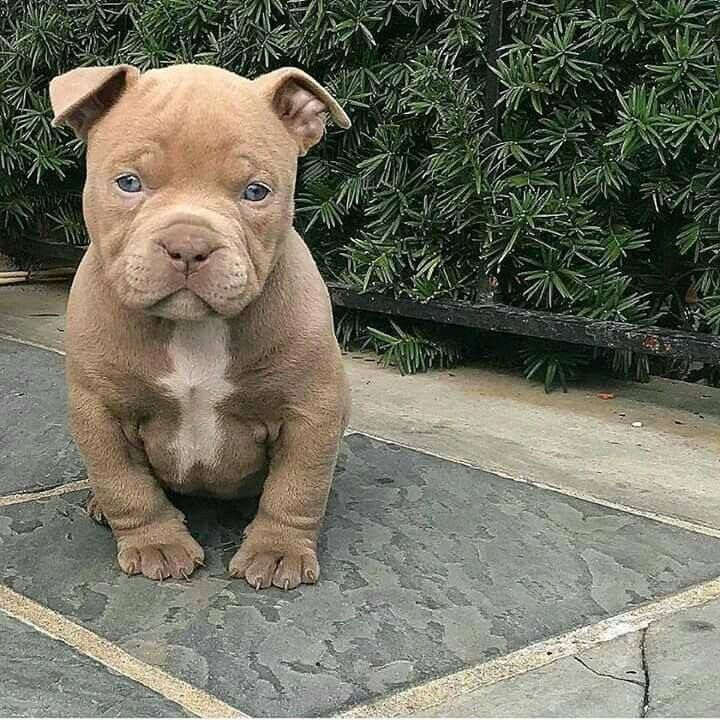 This Pitbull Pup Is A Poser Aww Too Cute Do You Love