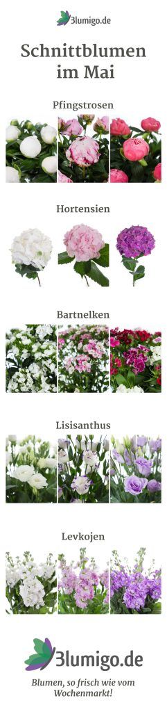 Schnittblumen im Mai - welche Blumen haben im Mai Saison? Sie können z. B. mit ...