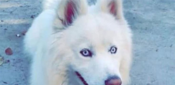 ظريف يلتقي بنظيرته الاسترالية Mehr News Agency Husky Animals Dogs