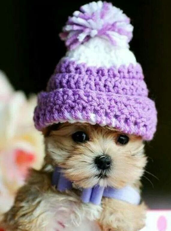 Http Www Adoptapet Com S Shih Tzu Puppies And Dogs For Sale Http Www Adoptapet Com S Shih Tzu Puppies And Dogs For Sale