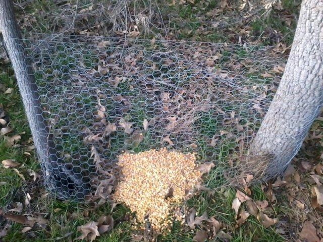 10 best Deer Feeder Plans images on Pinterest 10 best Deer Feeder Plans images on Pinterest