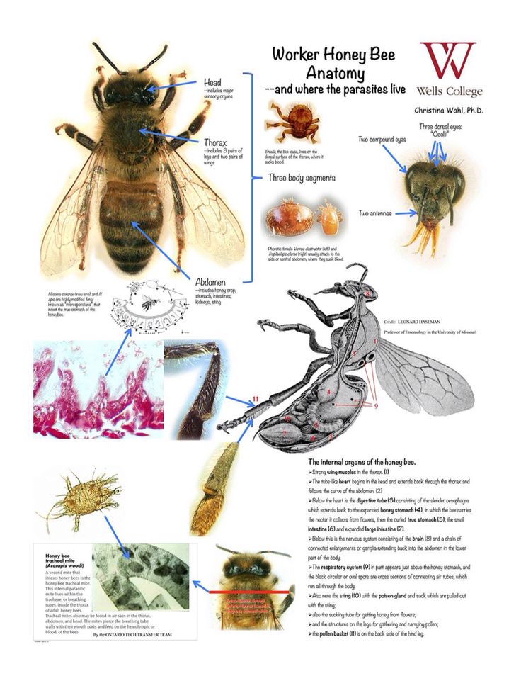 35 best Important Bee Charts images on Pinterest | Bees, Charts and
