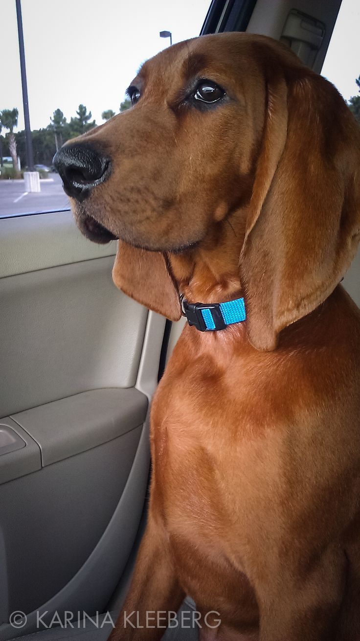 bluetick coonhound and bloodhound mix best 25 redbone coonhound ideas on pinterest red bone hunting bluetick coonhound and bloodhound mix best 25 redbone coonhound ideas on pinterest red bone hunting
