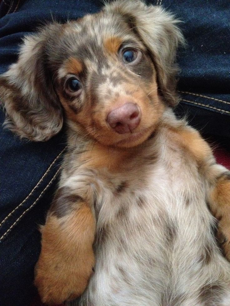 Bruno The Daschund Puppy Dachshund Dapple Dachshund Dachshund