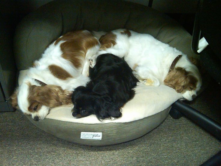 Dogs Beds To Fit King Charles Cavalier Dogs Beds To Fit King Charles Cavalier