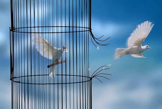 Free...... | Freedom, Bird, Ribbon in the sky