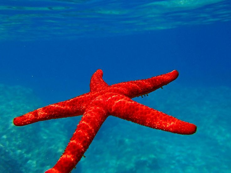 red sea underwater photography photo diary color red starfish fishing photo journal colour red underwater photos
