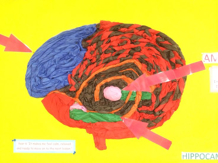 The brain essay