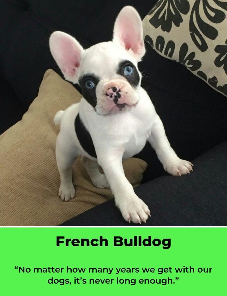 French Bulldog Love Frenchbulldogforsale Frenchbulldogs French