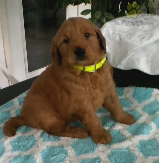 Lance Goldendoodle Puppy For Sale In Baltic Oh Buckeye
