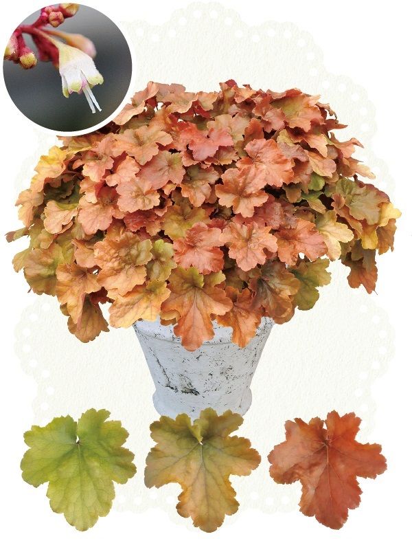ヒューケラ ドルチェ Proven Winners Pw ガーデニング 園芸 花苗 低木 多肉植物 花 植物 21 シャビーシックな庭 多年草の庭 ツボサンゴ ヒューケラ ドルチェ Proven Winners Pw ガーデニング 園芸 花苗 低木 多肉植物 花 植物 21 シャビーシックな庭 多年草の庭 ツボサンゴ