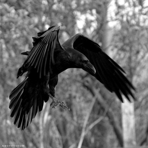 poes horror stry Edgar allan poe, 1809-1849: his poems and stories are strange and frightening critics say he wrote the perfect horror story poe also wrote detective stories. poes horror stry Edgar allan poe, 1809-1849: his poems and stories are strange and frightening critics say he wrote the perfect horror story poe also wrote detective stories.