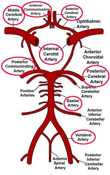 Willis circle and variations of its structure Willis circle and variations of its structure