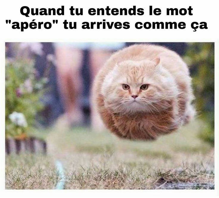 Quand Tu Entends Le Mot Apero Tu Arrives Comme Ca Blague Drole Humour Blagues Blaguer Rire Drole Rigoler Rigolo Mdr Lo Funny Memes Funny Memes Quand Tu Entends Le Mot Apero Tu Arrives Comme Ca Blague Drole Humour Blagues Blaguer Rire Drole Rigoler Rigolo Mdr Lo Funny Memes Funny Memes