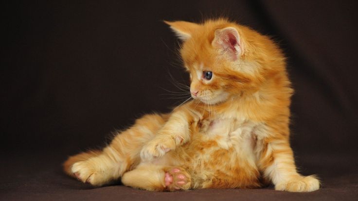 ボード Cat のピン ボード Cat のピン