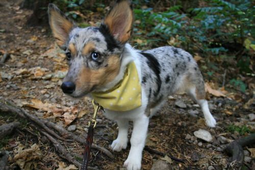Bespeckled Corgi Corgi Heeler Mix Red Heeler