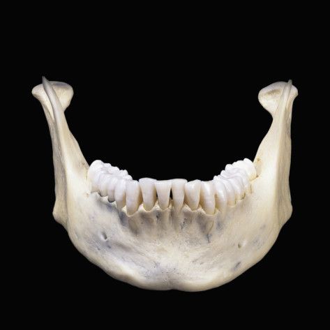 Pin on BONES & BODY