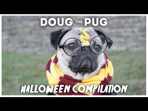 best pug costumes pugs in costumes www pixshark images galleries with a bite best pug costumes pugs in costumes www pixshark images galleries with a bite