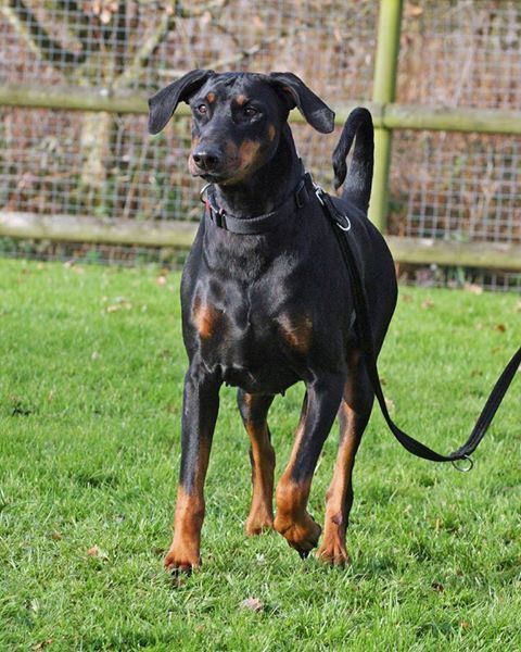 Is Your Dobermann Pinscher Driving You Crazy Within Hours Stop